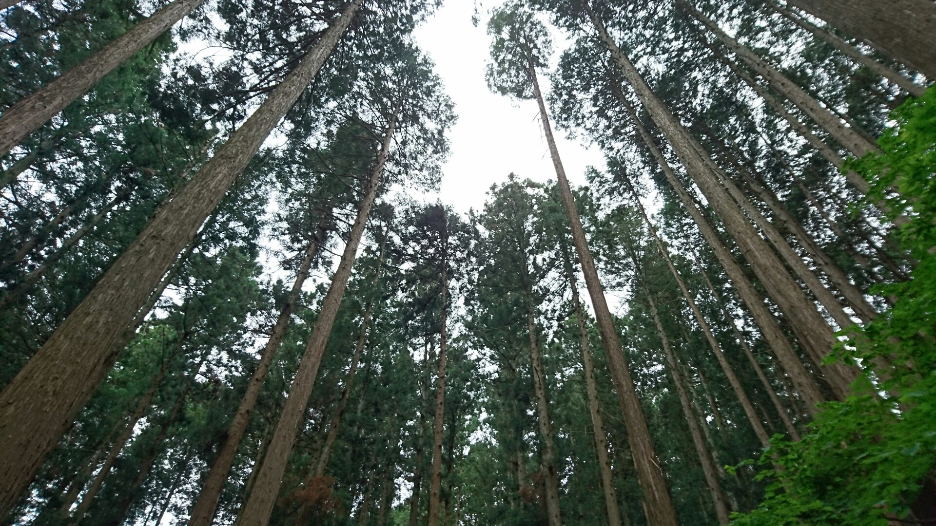 にわとりさんは考えた 株式会社田部