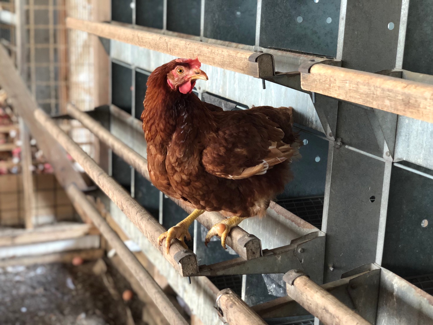 たなべ森の鶏舎のにわとりさん